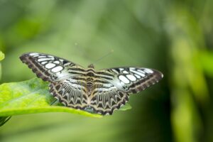 Arbre à papillons : une merveille des jardins