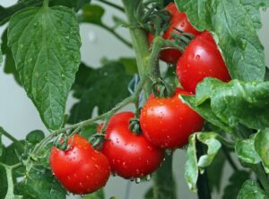 Tout savoir sur la plantation des tomates : le moment idéal et les conseils pratiques