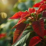 La durée de vie des poinsettias : Apprenez à prolonger celle-ci