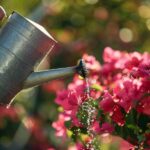 Les secrets pour réussir la culture de votre bougainvillier