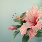 L'hibiscus sinosyriacus, une plante ornementale riche en couleurs et en histoire