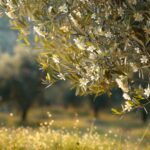 Comment mettre en valeur un olivier dans votre jardin