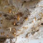 Comment se débarrasser des larves de mites au plafond chez soi