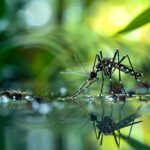 Moustique femelle : secrets et comportements inexplicables