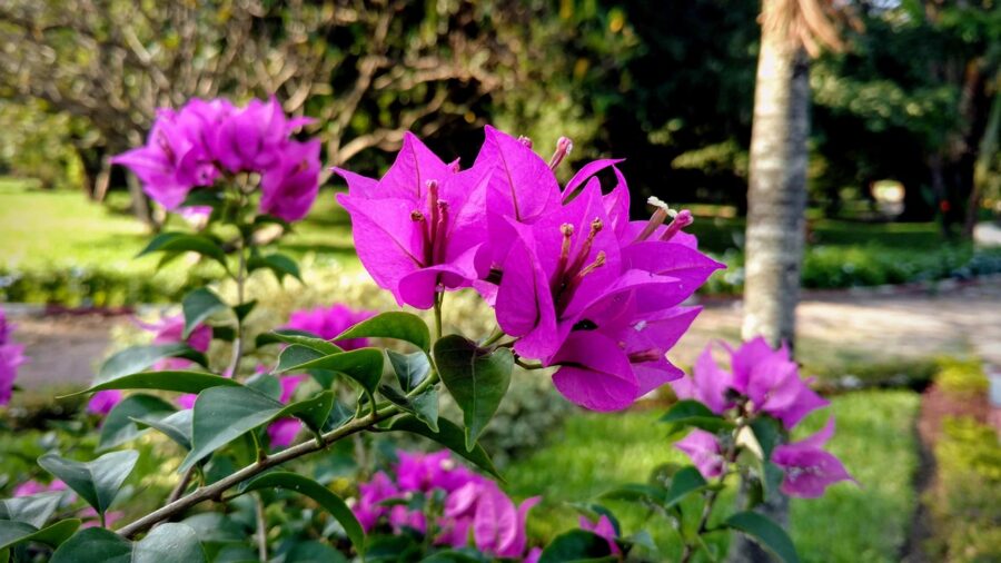 Jardinier paysagiste dans le 95 : créez et entretenez vos espaces verts