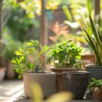 Plantes d'extérieur pour terrasse : Comment transformer votre espace extérieur en oasis verdoyant