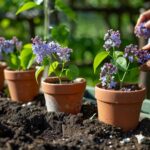 Propagation du lilas par bouture : toutes les étapes essentielles pour un jardin éclatant