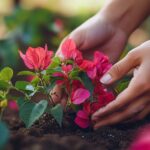 Comment planter un bougainvillier : guide complet pour des fleurs éclatantes