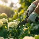 Secrets d'entretien des hortensias : conseils pratiques pour toutes les saisons