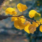 Pourquoi le Paulownia Perd ses Feuilles ?