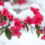 Comment utiliser un voile d'hivernage pour protéger son bougainvillier