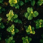 Arrosage des courgettes : secrets pour une récolte abondante