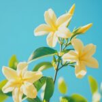 Comment bouturer avec succès un jasmin : techniques et conseils pour le jasmin d'hiver
