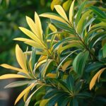 Comprendre le jaunissement des feuilles du laurier rose