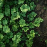 Courgettes : de la culture à la cueillette