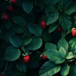 Faut-il couper les feuilles des fraisiers, tailler les fraisiers et gérer la taille des fraises ?