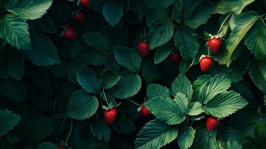 Faut-il couper les feuilles des fraisiers, tailler les fraisiers et gérer la taille des fraises ?