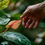 Faut-il couper les fleurs fanées des arums ?