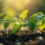 Le Lait pour les Tomates : Un Traitement Naturel Efficace