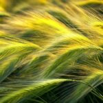 Tout savoir sur l'interdiction de tondre la pelouse