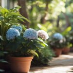 Hortensias en pot : guide complet pour un entretien réussi