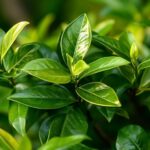 Pourquoi mon jasmin a-t-il les feuilles rouges ?