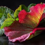 Utilisation des feuilles de rhubarbe : un nouveau regard