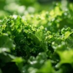 Des astuces naturelles pour se débarrasser des aleurodes et altises dans votre jardin