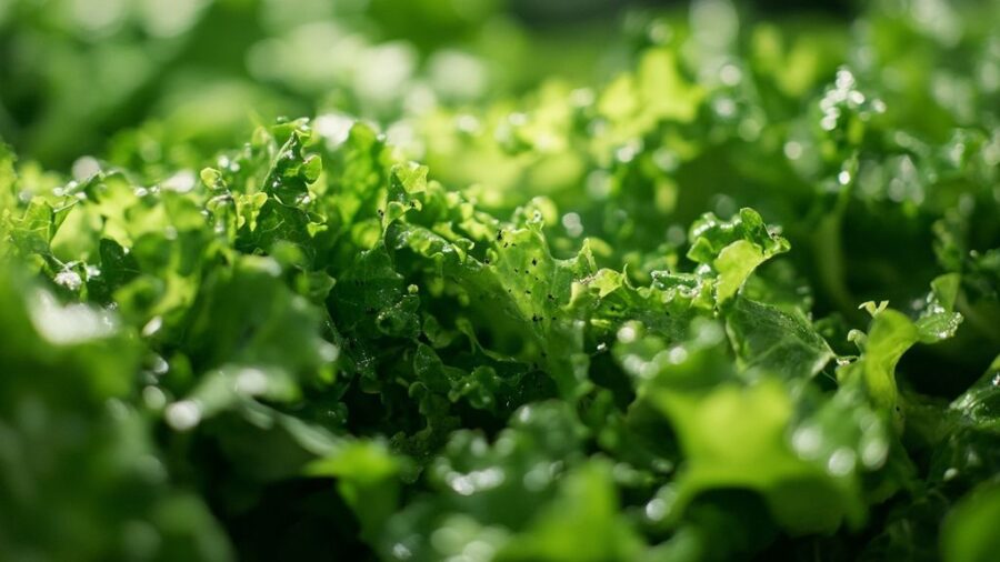 Des astuces naturelles pour se débarrasser des aleurodes et altises dans votre jardin