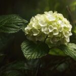 Hortensia couleur ph : tout comprendre sur l’influence du sol et de l’acidité