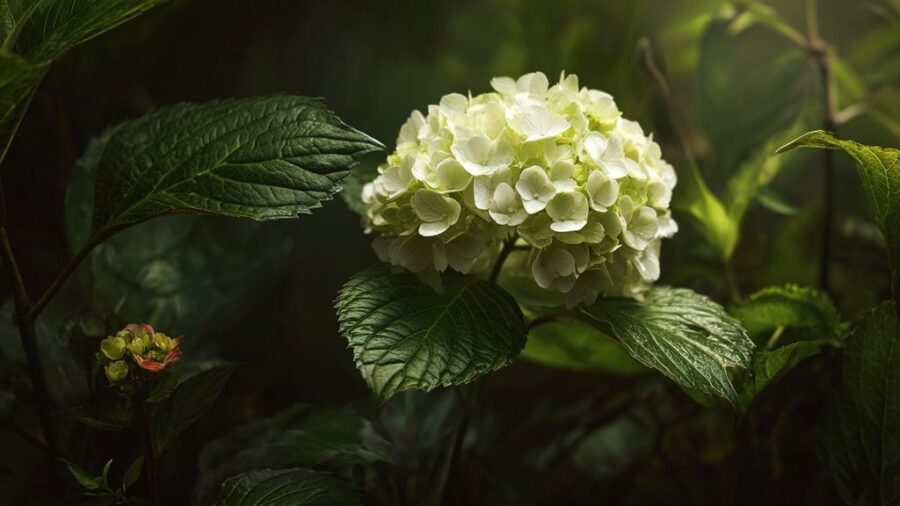 Hortensia couleur ph : tout comprendre sur l’influence du sol et de l’acidité