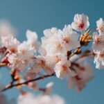 Combien de temps vit un cerisier : tout savoir sur la durée de vie du cerisier
