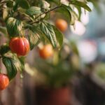 Réussir la culture d’arbres fruitiers sur balcon et terrasse : conseils et variétés idéales