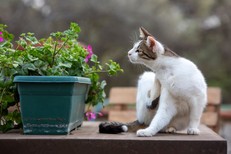 Top 10 des répulsifs naturels pour chats