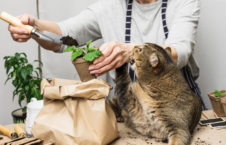 Top 10 des répulsifs naturels pour chats