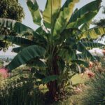 Planter un bananier : tout savoir pour réussir la plantation des bananes Planter un bananier : tout savoir pour réussir la plantation des bananes