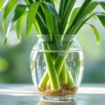 apprenez à planter un papyrus dans l'eau facilement grâce à nos conseils simples et pratiques, pour une décoration naturelle et élégante chez vous.